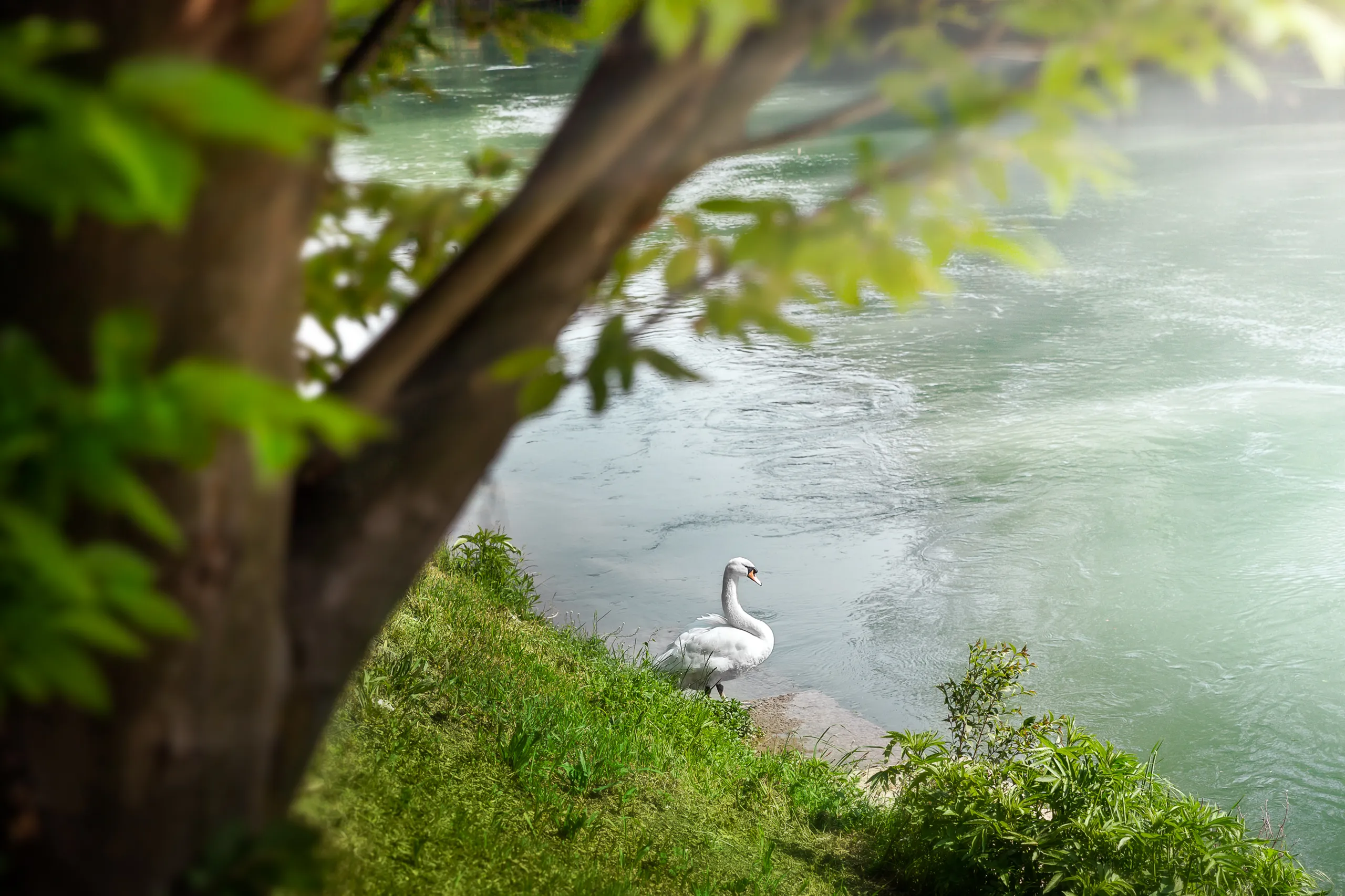 Natura e paesaggio lungo il Parco del Sile, contesto delle residenze Mulini Mandelli.